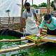 Espirulina, otra oportunidad de negocio en Galapa
