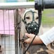 ¿Los perros pueden salir sin bozal dentro de un conjunto residencial? Esto dice la Ley
