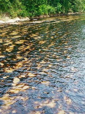 El medio ambiente y el conflicto armado