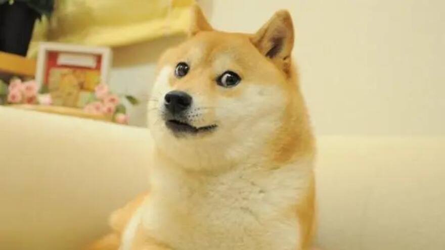 Muere Kabosu, la canina que inspiró el meme Doge, a los 18 años