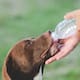 Claves y consejos para cuidar la salud neurológica de tu perro