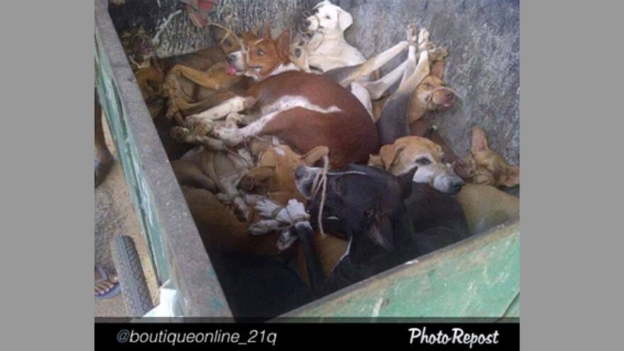 Indignación contra Carolina Cruz por falsa foto de ‘matadero’