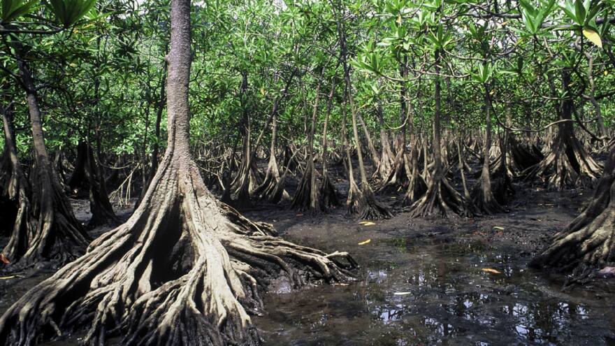 Biodiversidad en el Caribe disminuyó en un 94%