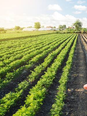 S.O.S por el crédito agropecuario