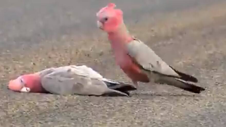 Cacatúa rosada se despide de su pareja fallecida en conmovedora escena
