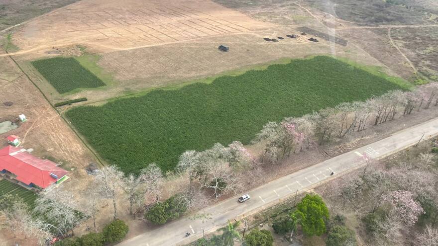 En Córdoba inició construcción de una planta extractora de aceite de palma