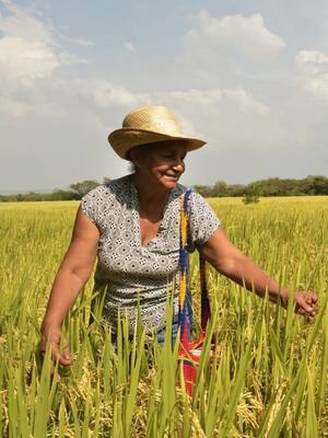 La plata para el campo IV