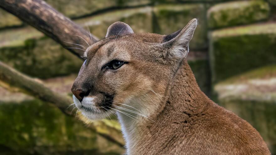 Cazadores mataron a un puma en Plato, Magdalena, y serían judicializados
