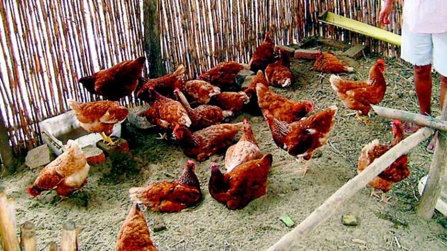 Gallinas matan a picotazos a un zorro que se metió a su corral