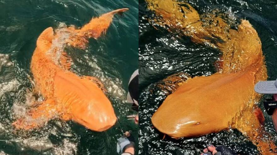 Pescadores hallaron extraño tiburón nodriza naranja con ojos blancos en el Caribe