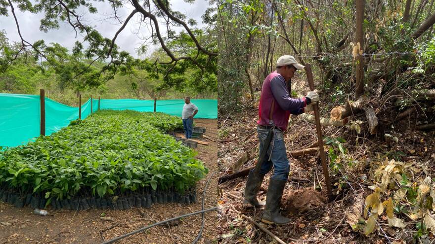 Realizan trabajos de reforestación en Montes de Oca, La Guajira