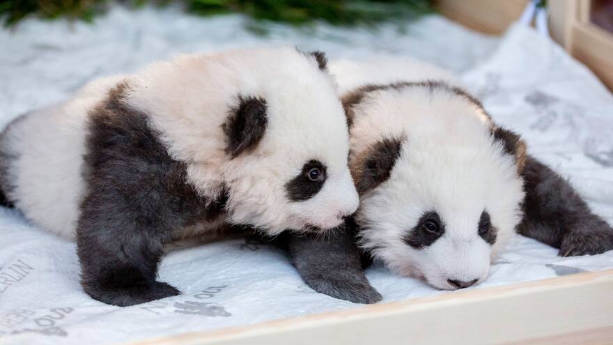 El zoológico de Berlín presenta en sociedad a dos bebés pandas gemelos