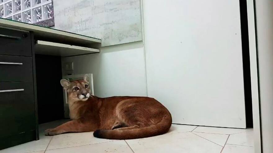 La salvaje 'sorpresa' que tuvieron los empleados de una oficina