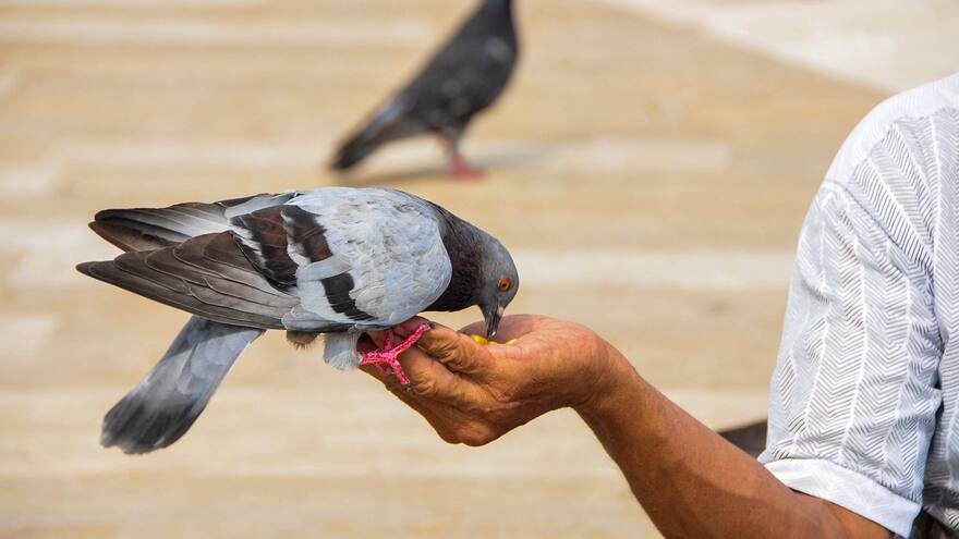 Ciudad en Alemania votó para exterminar a las palomas rompiéndoles el cuello