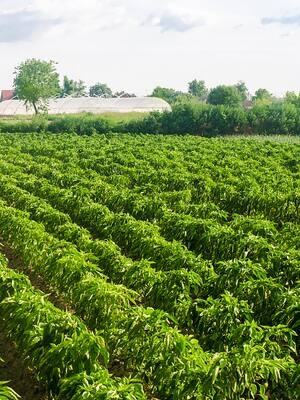 Un buen agronegocio| columna de Indalecio Dangond