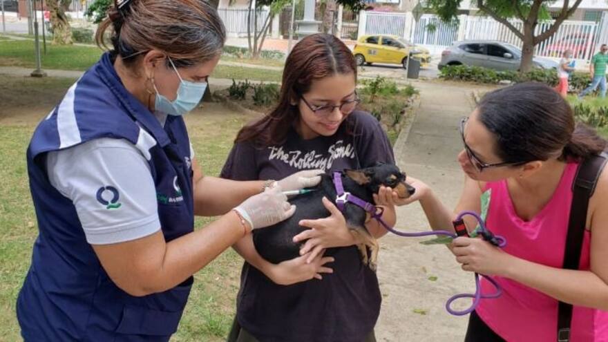 Distrito anuncia nueva Jornada de Bienestar Animal este miércoles