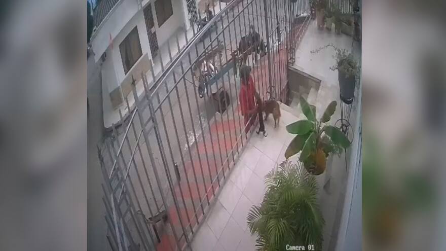 Video: Se robaron perro pincher de una casa, en Barranquilla. Hombre se lo llevó en un vehículo de tracción animal