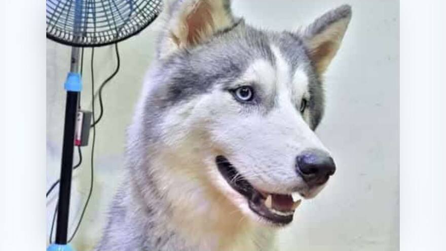En Bolívar, exigen justicia por Azul: perro asesinado en Mahates