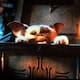 La tercera película de ‘Gremlins’ llegará a los cines en noviembre de 2027