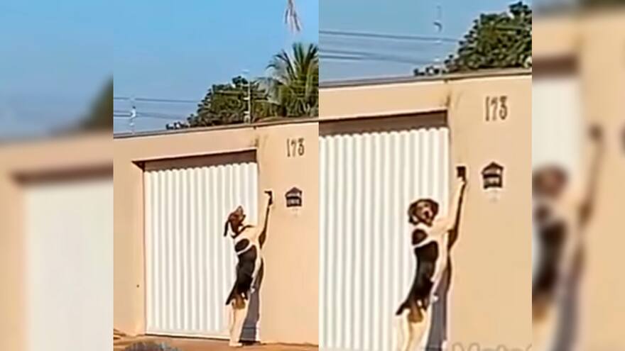 ¡Misterio resuelto! Perro era el 'falso fantasma' que tocaba el timbre en su casa en Brasil