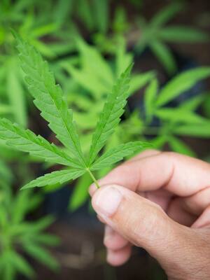 ¡La marihuana es nuestra salvación! | columna de Francisco Cuello