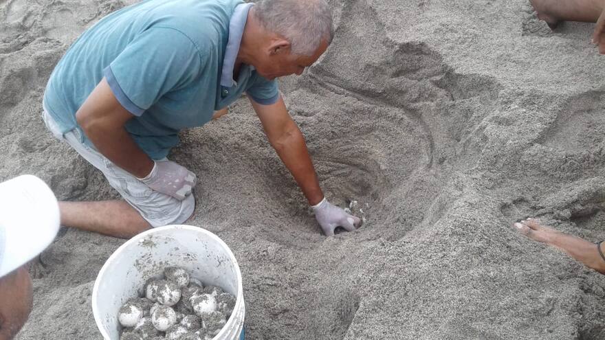 Tortugas marinas llegan a playas del Tayrona para su proceso de anidación