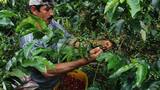 Colombia estará en la final mundial de los Global Coffee Awards 2026