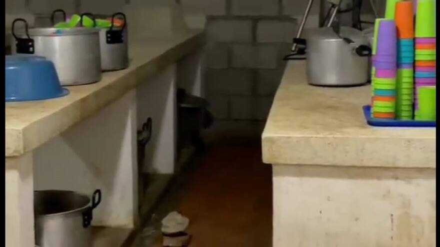 Encuentran ratas en comedor y cafetería de colegio en Santa Marta