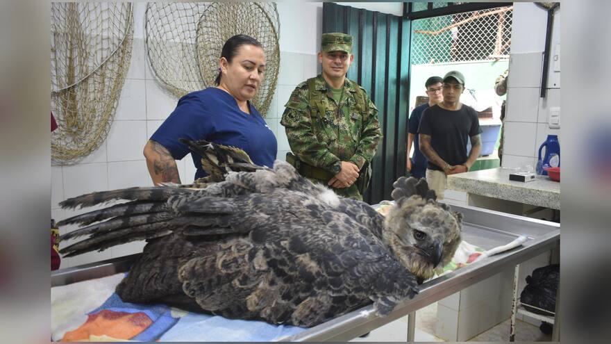 Rescatan en Caquetá a un águila arpía que tenía una herida por arma de fuego