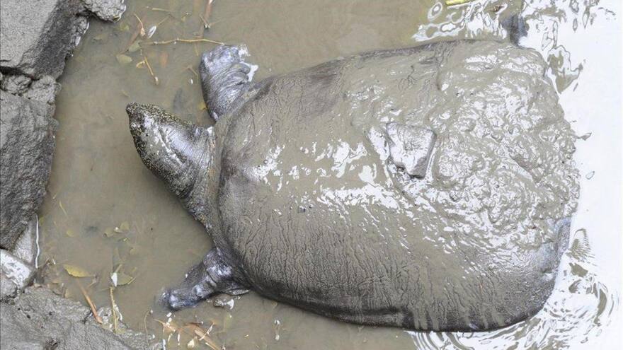 Encuentran muerta a la última hembra de tortuga gigante del Yangtsé. ¿Se extinguió la especie?