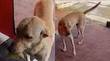 Chester, el perro que se volvió viral por ‘pagar’ su comida con una hoja