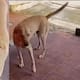 Chester, el perro que se volvió viral por ‘pagar’ su comida con una hoja