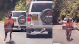 Video: Buscan a hombre que amarró un caballo a su camioneta y lo obligó a correr tras el vehículo