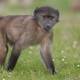 Monos babuinos producen cinco sonidos parecidos a las vocales del habla humana