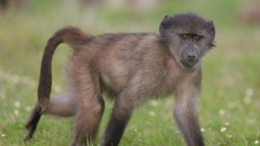 Monos babuinos producen cinco sonidos parecidos a las vocales del habla humana