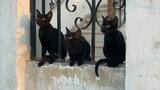 En esta ciudad evitan adopciones de gatos negros en fechas de Halloween