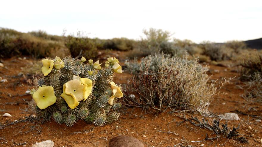 Medicina ancestral y moderna: ¿oposición o complemento?