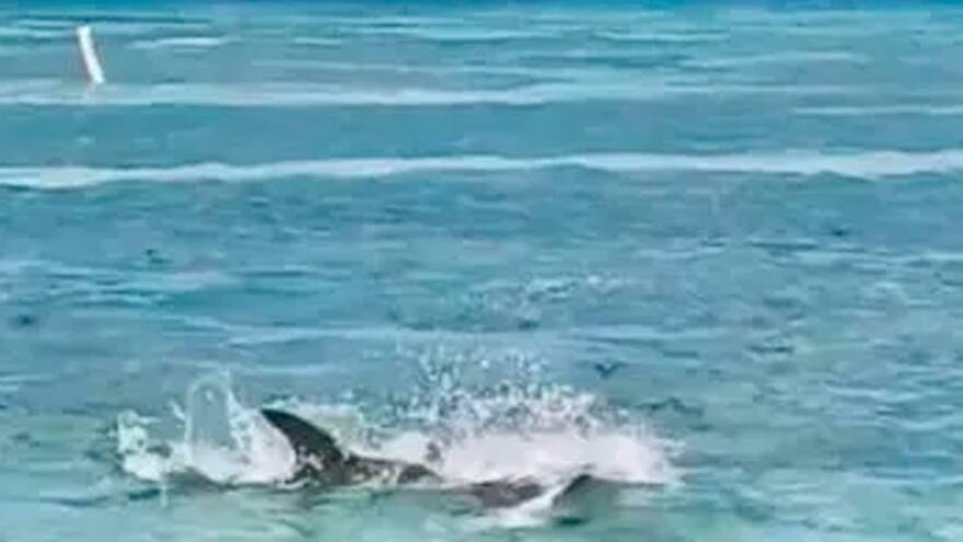 Recomendaciones tras enfrentamiento entre tiburón que cazaba a mantarraya en playas de San Andrés