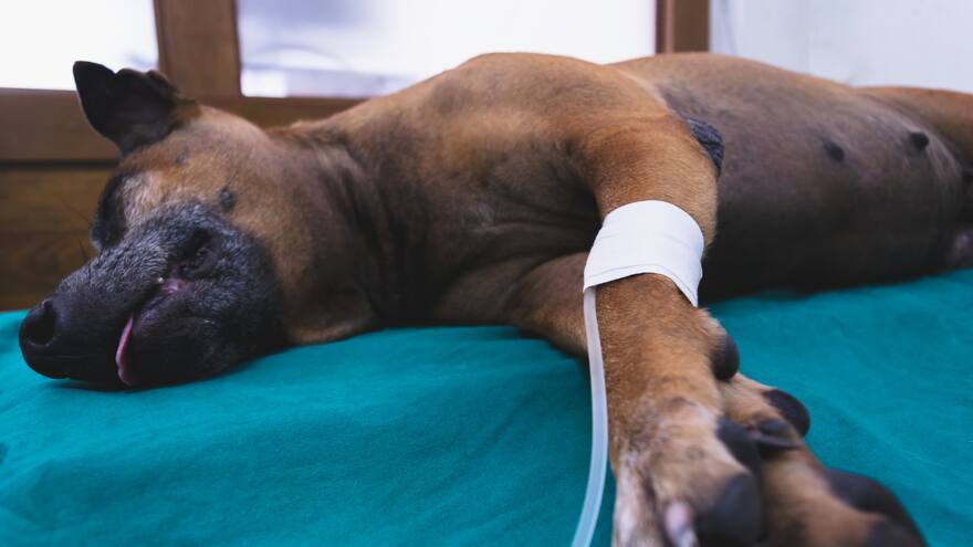 Parvovirus: una amenaza para los caninos