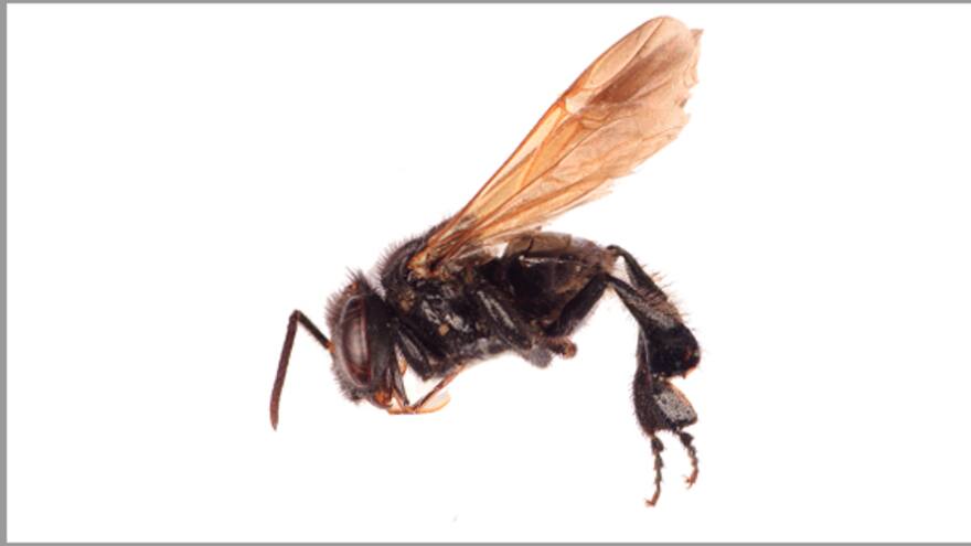 Joe Arroyo, la nueva abeja del Caribe