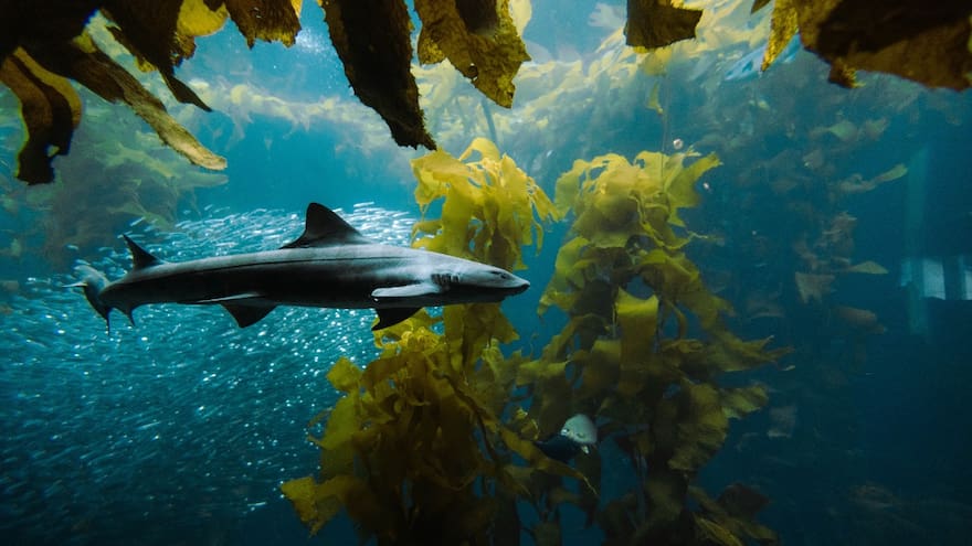 ‘La Zona de Captura’: un nuevo ecosistema marino en las Maldivas