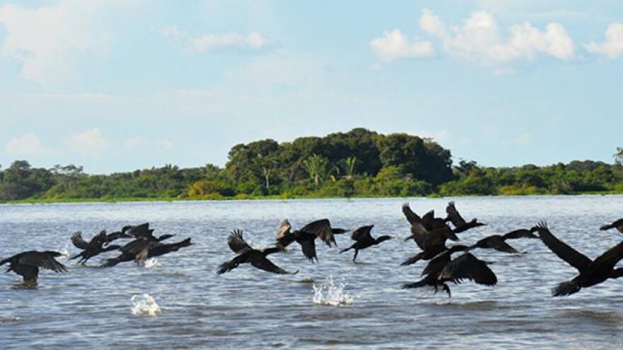 Se hará un fondo para la biodiversidad: Fondo Mundial para el Medio Ambiente