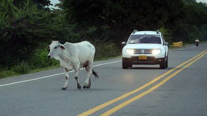 Un muerto y un herido tras choque con una vaca en el sur de La Guajira