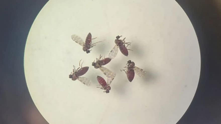 OMS vigila tres departamentos de Colombia por crecimiento del virus Oropouche