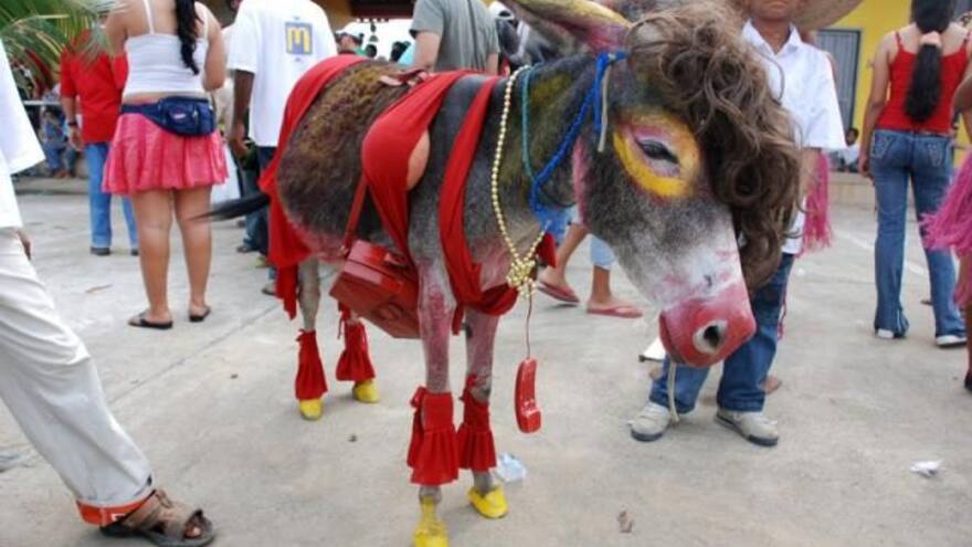 Festival del Burro en San Antero: cancelan celebración por baja cobertura de vacunas covid