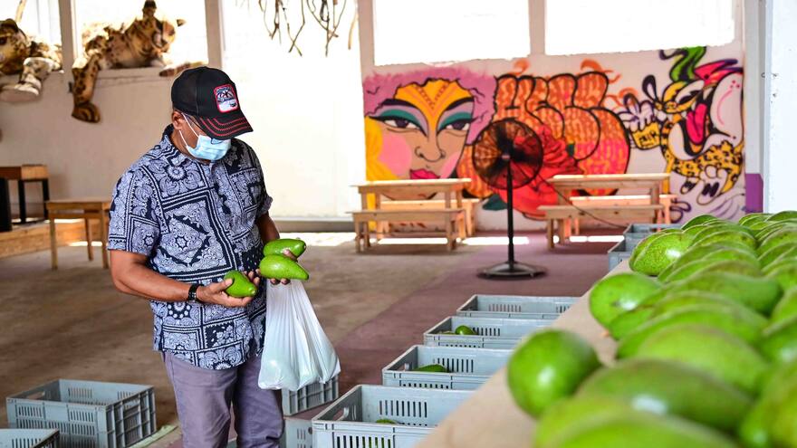 ‘Aguacatón’ para apoyar a campesinos de los Montes de María