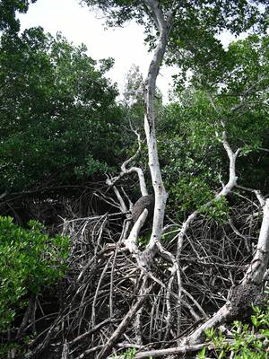 Diálogo con el Instituto Humboldt