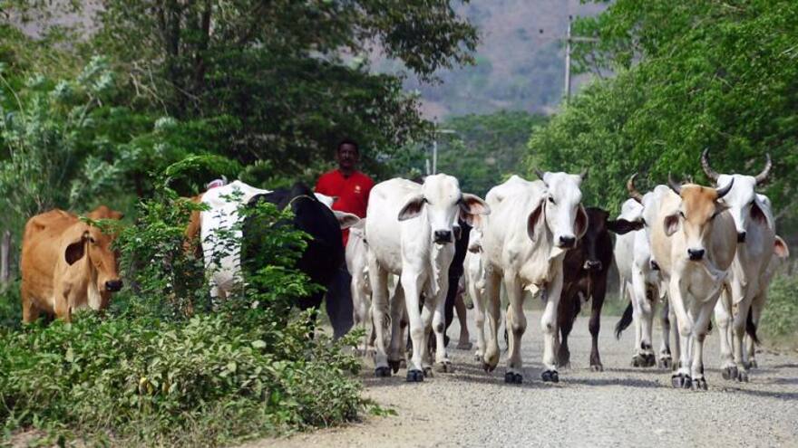 Roban y sacrifican 18 reses en zona rural del Atlántico