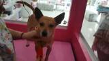 'Mix', el perrito que fue atacado, se sigue recuperando