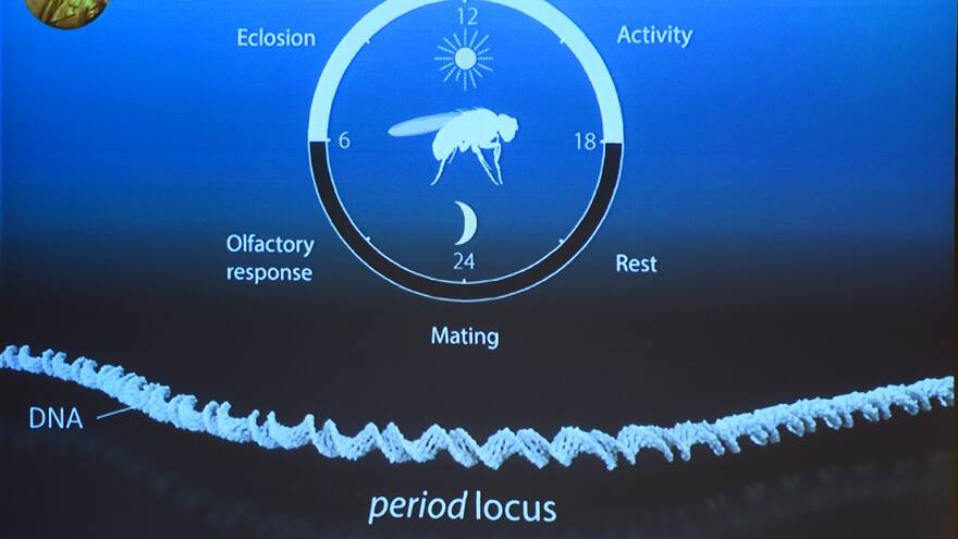 Moscas, claves en el análisis del ritmo circadiano de los Nobel de Medicina